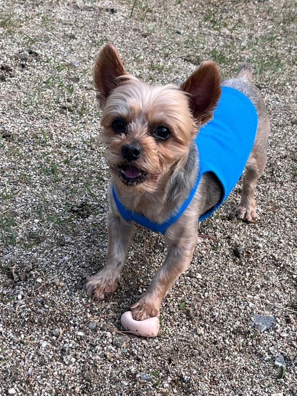 #애견전용캠핑 아산 라포레캠핑장(구 C4 현 달님4)