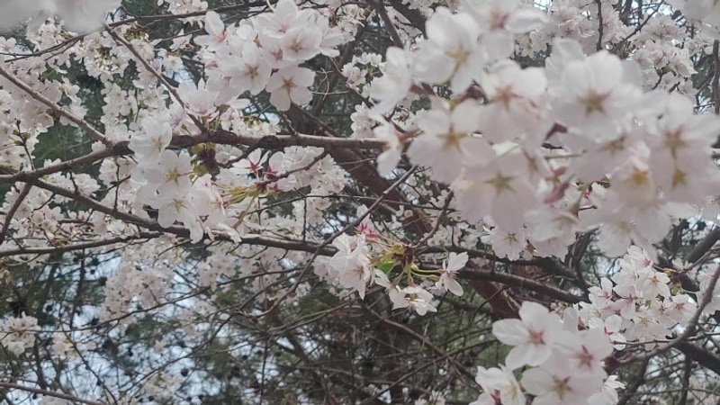 충북 음성 백야자연휴양림 오토캠핑장B3 - 벚꽃캠핑 2박 3일