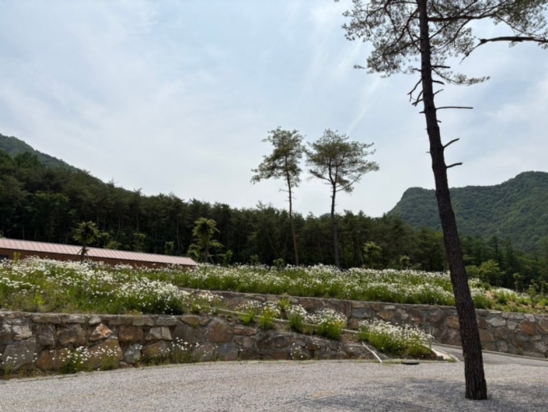 필리가 캠핑 2(25.6.5~6.8)