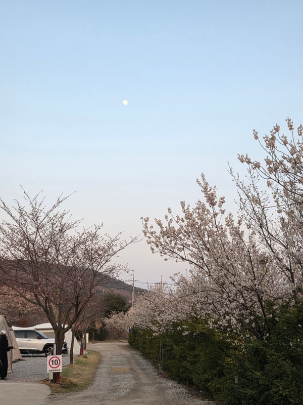 [강화 벚꽃캠핑장] 강화 문라이트 캠핑장 벚꽃캠핑 후기, 명당정보