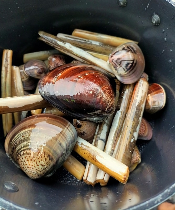 태안 도담오토캠핑장 갯벌체험 꿀팁 맛조개 동죽 백합 해루질...