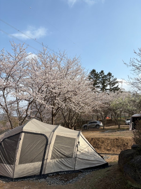 벚꽃캠핑장 추천 / 용인 반딧불캠핑장