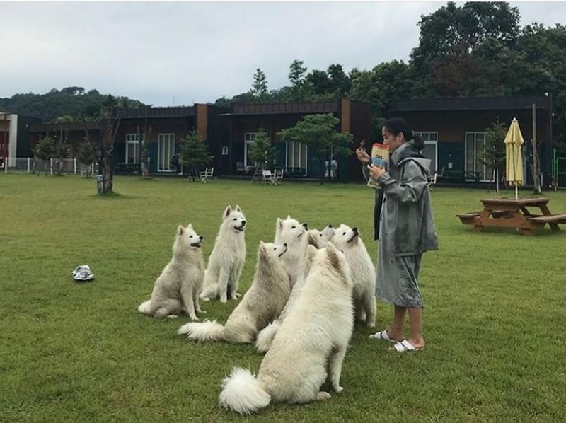 랩도그빌애견캠핑장 시설 사진 13