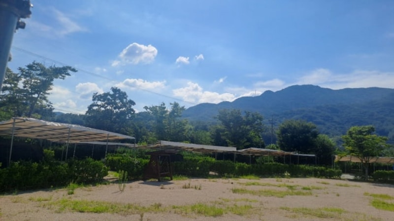 경북 상주 감꽃마을 캠핑장(25.07.26~27)