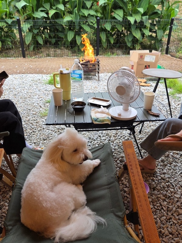 [여주] 캠퍼디 - 반려동물 울타리가 있는, 타프존 캠핑장...