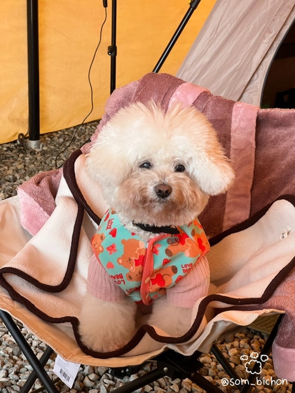 강원도 가을 단풍캠핑 횡성 '새말캠핑장' 애견동반 풀타프존...