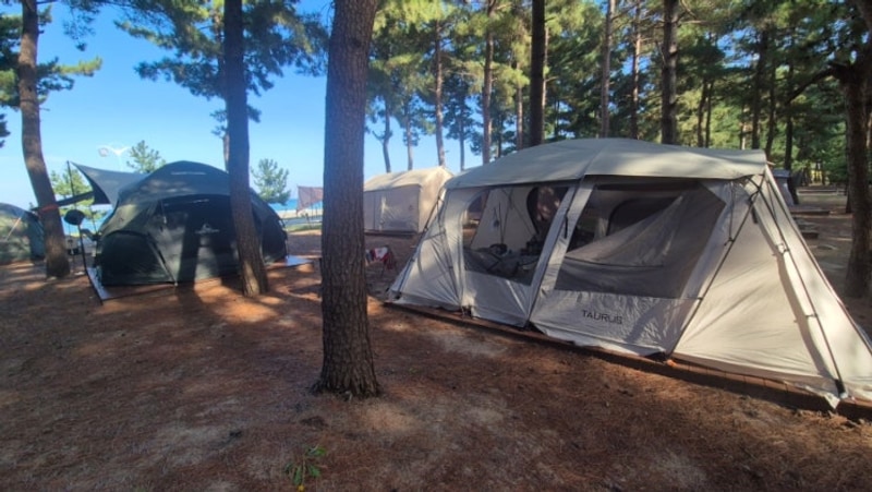 [바다캠핑장] 양양 북분솔밭캠핑장  바다뷰 깔끔한 캠핑장!