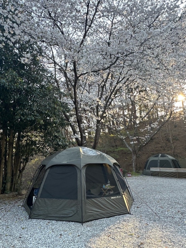 전남 벚꽃캠핑, 구례 섬지캠핑장 벚꽃동 3번 사이트