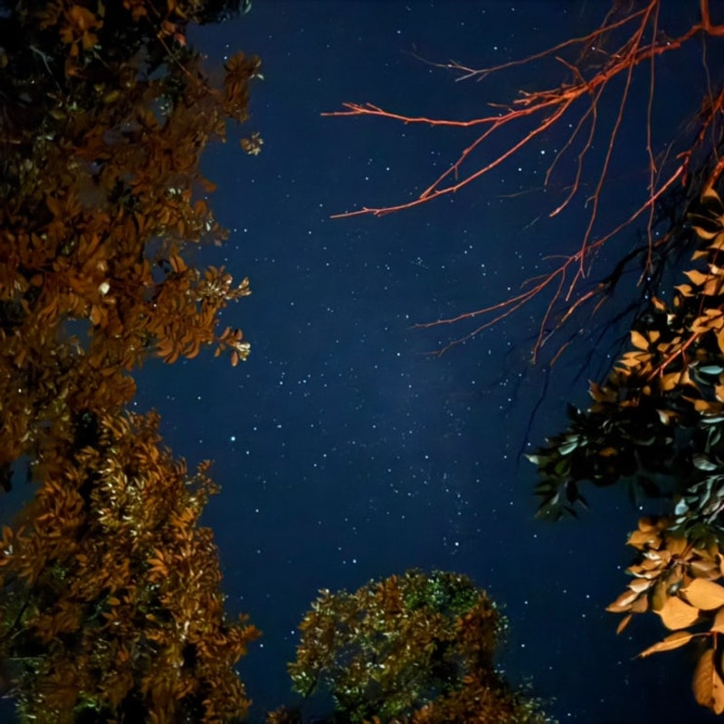 47. 고성 수목화송정마을오토캠핑장