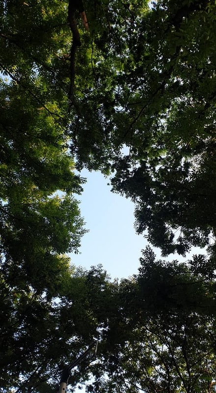 기록2 : 아침. 나무 아래 하루 (2021.8.3. 영월 첫물내기 캠핑장)