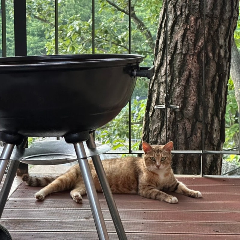 가평 해목글램핑 솔직후기 객실 추천 객실 덕이네 비추 후기