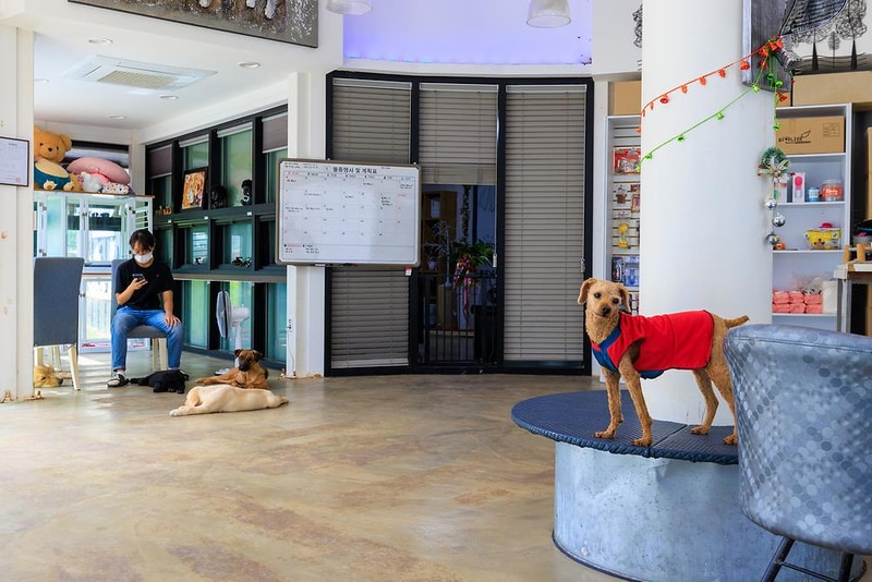 젠틀펫 파라다이스 시설 사진 3