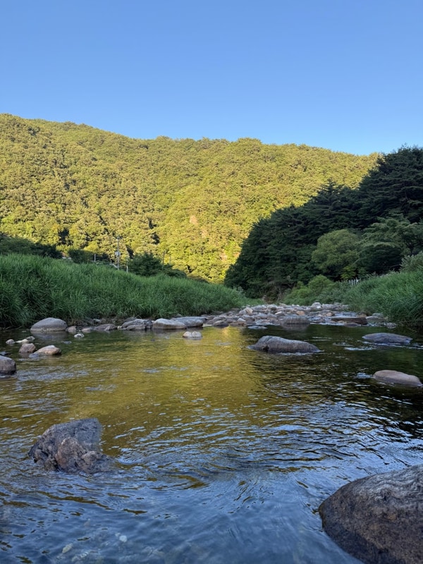 가평 여름 캠핑장 추천 가평 계곡 캠핑장 네스트캠핑 명당...