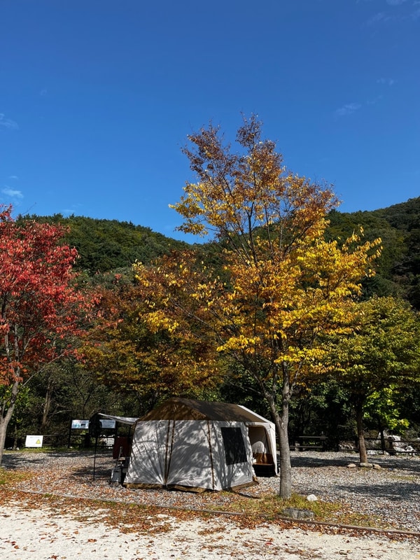 대전 근교 무주 구천동 깊은골캠핑장 가을 단풍 c사이트 명당