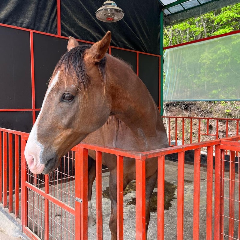 그랜드 파파하우스야영장 시설 사진 4