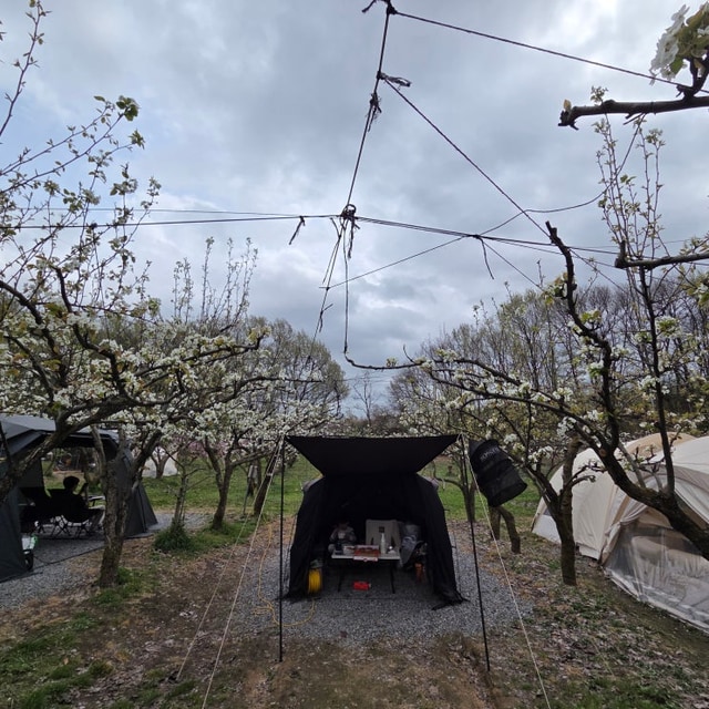 숲속에안뜰 캠핑장 대표 사진