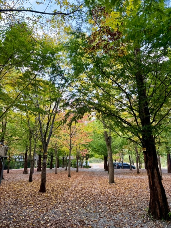 원주산노리캠핑장 가을 캠핑 원주 캠핑장 자세한 후기
