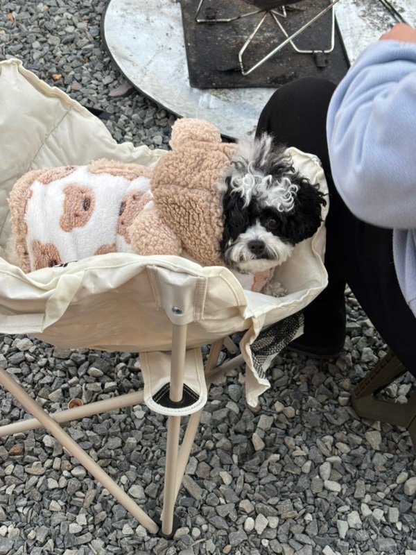 남해애견동반캠핑장_갈현동화마을오토캠핑장️