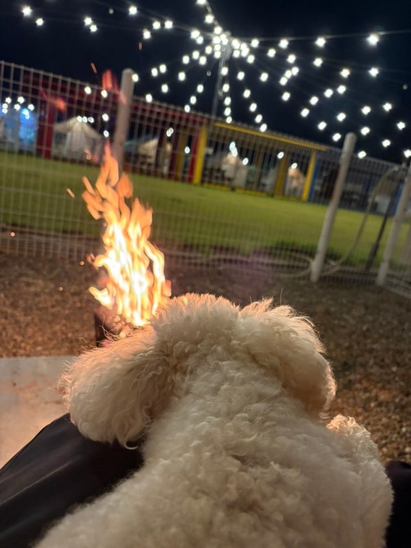 [내돈내산] 서울근교 애견동반 글램핑, 청주 멍글멍글 펫글램핑...