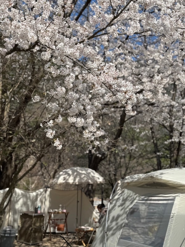 유유네 아홉번째 캠핑 경남 벚꽃캠핑 양산 원동 라라캠핑장...