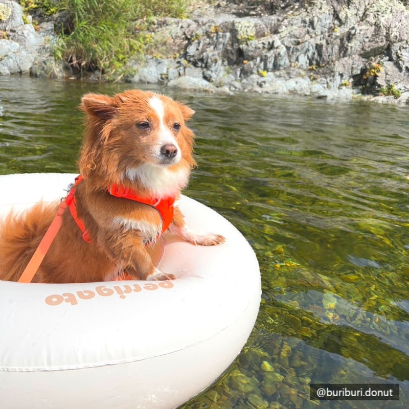 계곡도 즐기고 바다수영도 했던 골짜구니 캠핑장 (반려견OK)