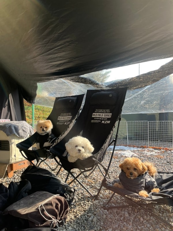 개별울타리와 운동장이 있는 양주애견캠핑장 은하수캠핑장...