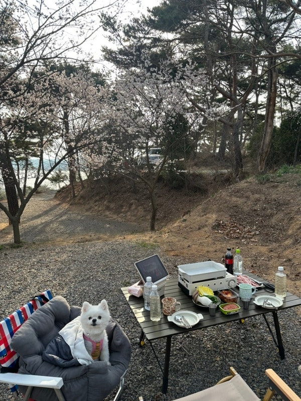 당진 아잘리아그린 캠핑장 벚꽃 캠핑 후기