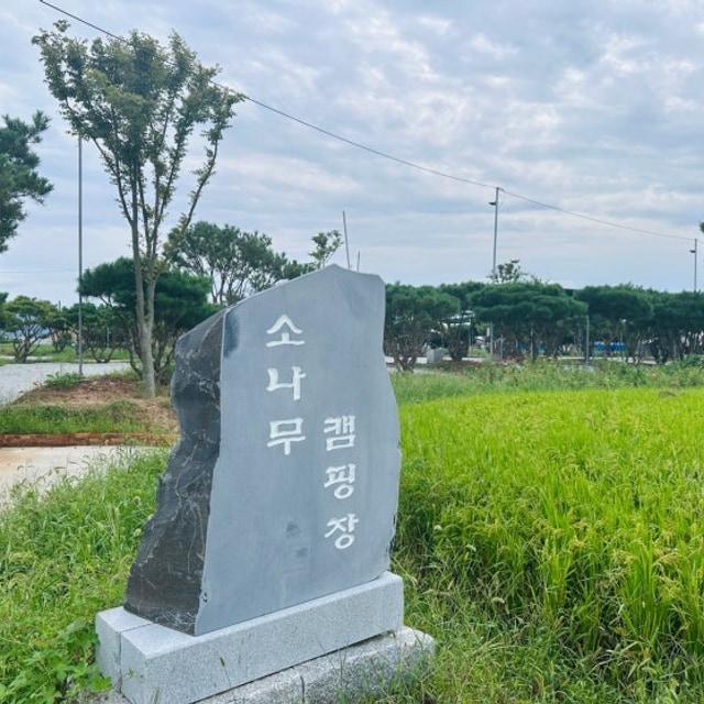 소나무 캠핑장 대표 사진