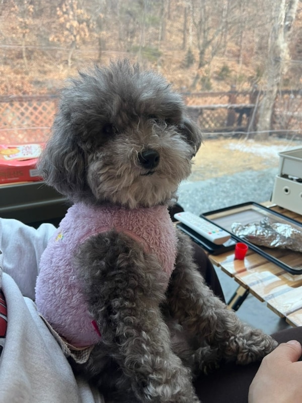 홍천 애견동반 캠핑 그자리 야영장