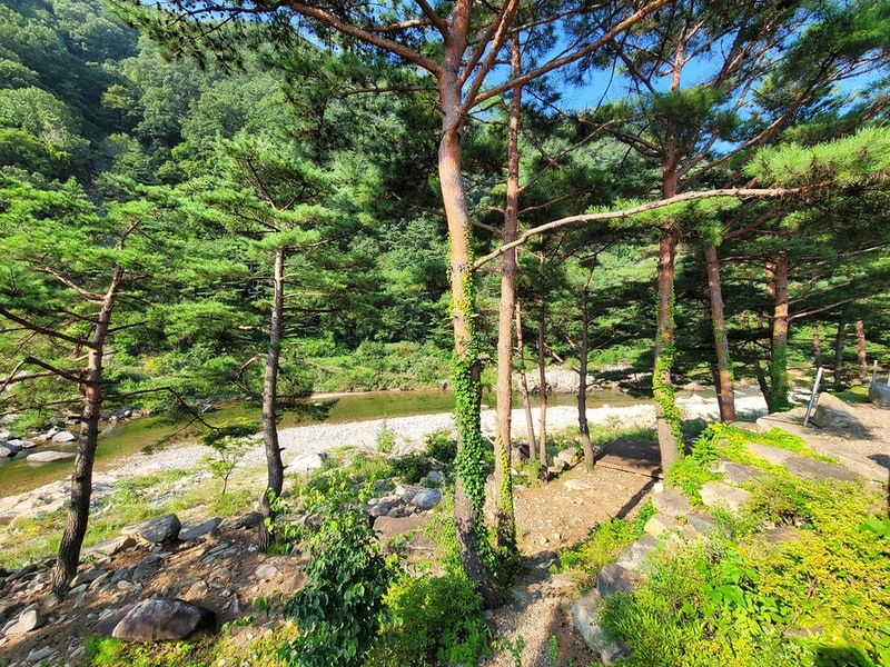 왕피천하늘담야영장 시설 사진 4