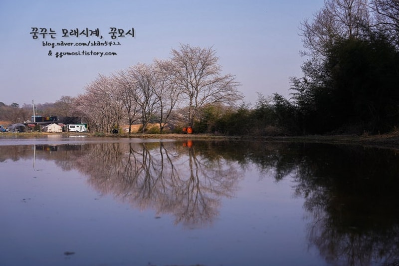 캠핑/Camping) 우니메이카 당진점 with 벚꽃캠핑