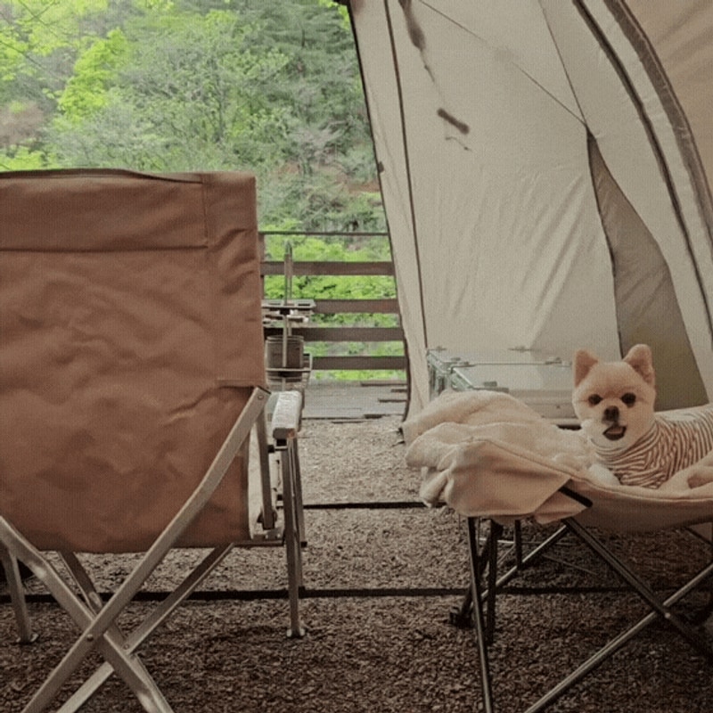 인제 반디하우스캠핑장 B구역 14번 사이트 후기 애견동반 개별...
