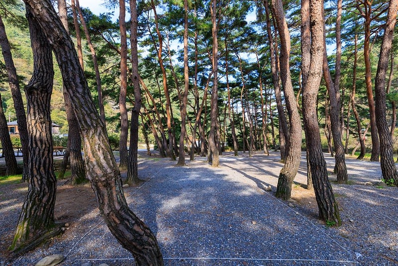 월악산억수솔밭캠핑장 시설 사진 5