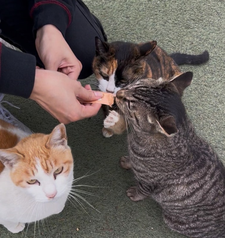 [25.04.12~13] 고양이랑 하루 종일 노는 즐거운 가평 글램핑...