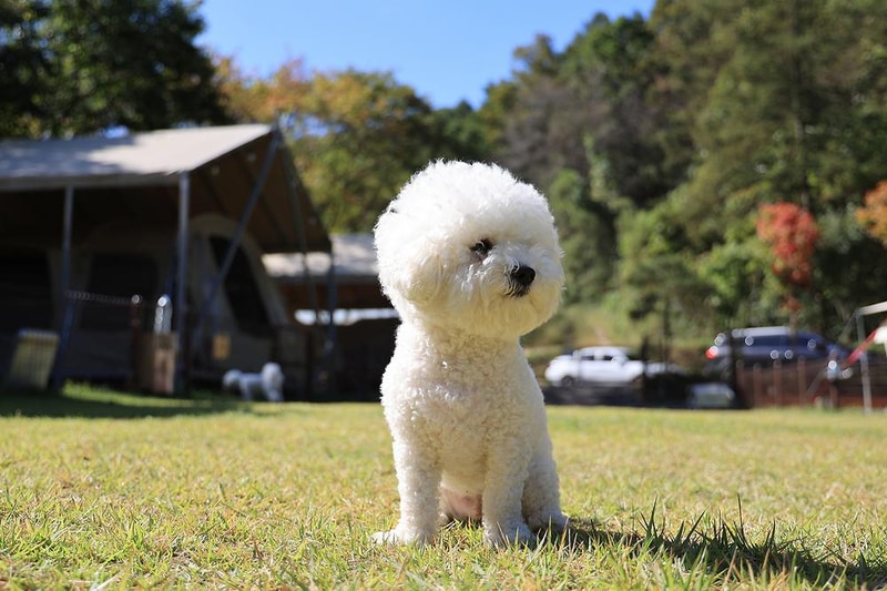 캠핑중DOG 시설 사진 3