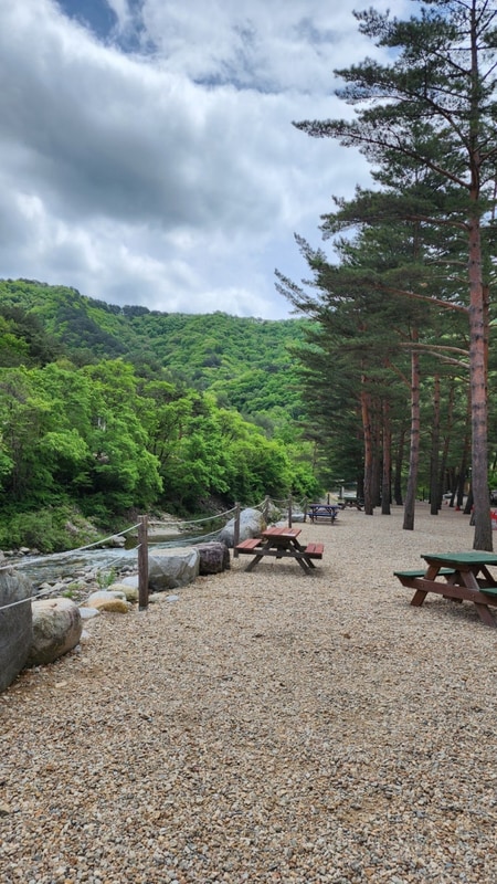 강원도 홍천 캠핑장 샘골 솔밭 야영장