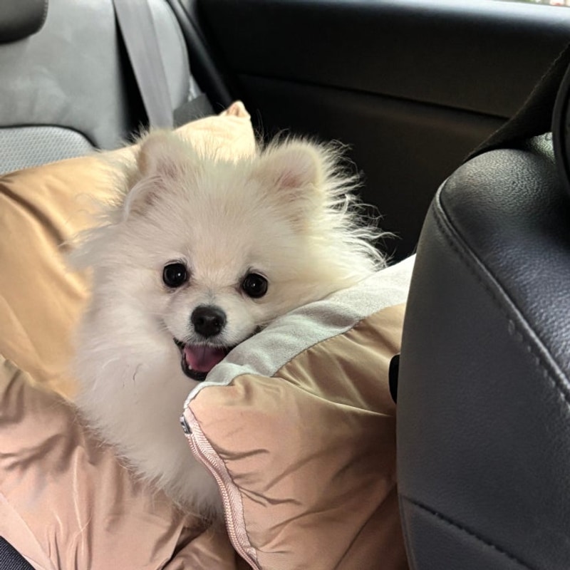 시원한 계곡이 있는 애견동반가능한, 홍천 물가솔솔 캠핑장