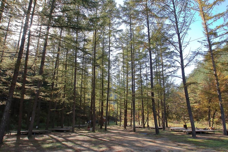 금강송 체험 야영장 시설 사진 2