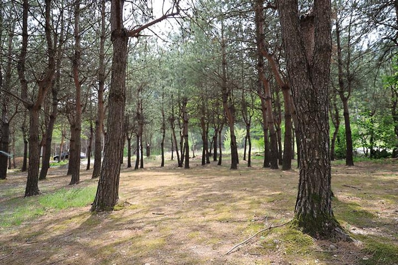 꿈꾸는 계곡 야영장 대표 사진