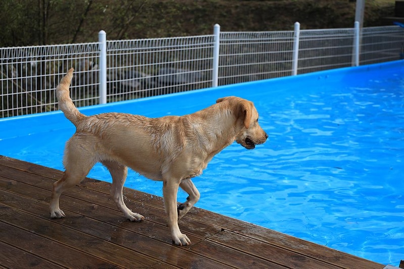 링크독 애견캠핑장(Link dog 애견캠핑장) 시설 사진 6