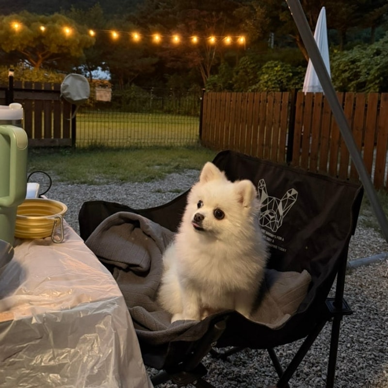 강원도 애견동반 캠핑장 민트초코캠핑장, 가을맞이 두 번째 방문