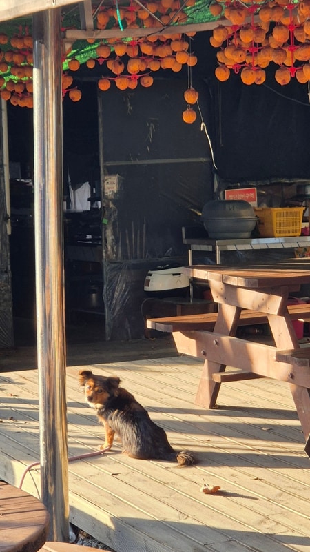 아직도 가을이라고 우기고 싶어(괴산 화양원탑캠핑장)