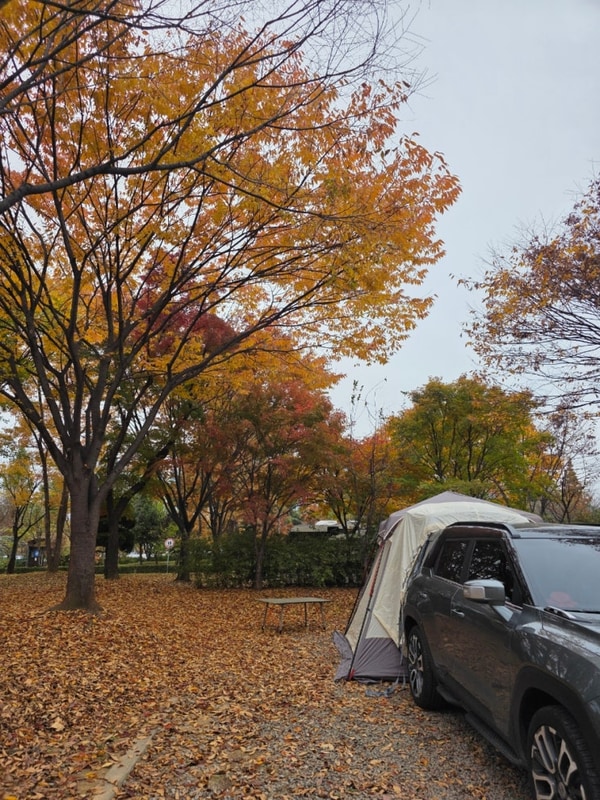 안산화랑오토캠핑장 11월 단풍캠핑 >화랑유원지 단풍상황