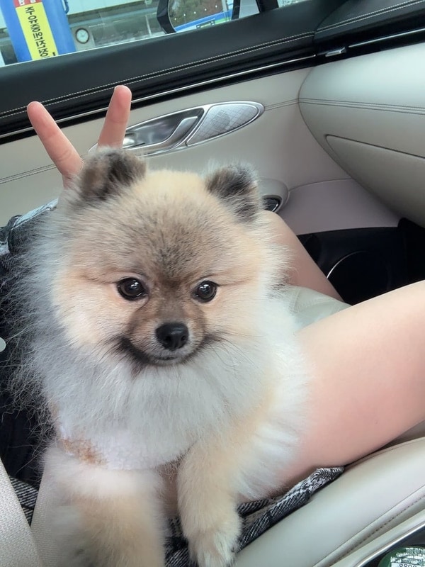 두 번째 글램핑 '연천' 애견동반 글램핑 ‘임진강 햇살 글램핑’