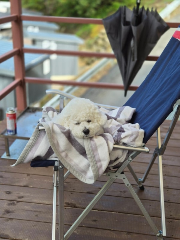 [인제]개별화장실,수영장,계곡앞 애견동반캠핑장 '스테이밸리...