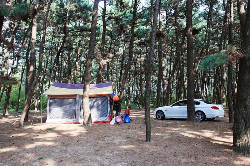 솔내음 야영장 대표 사진