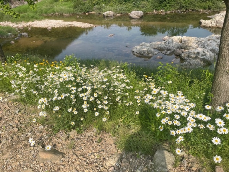 [문경 캠핑] 경북 문경 해바라기 캠핑장 캠핑 후기