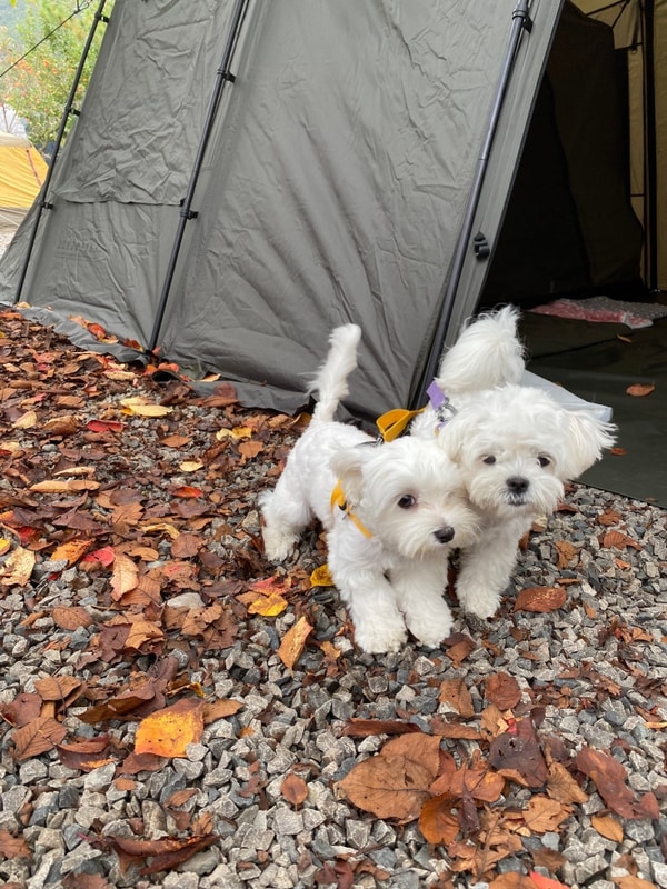 애견동반이 가능한 청도 지오오토캠핑장 이용후기(지오7번...
