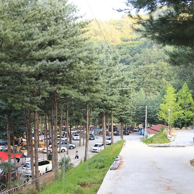 사랑나무 캠핑장