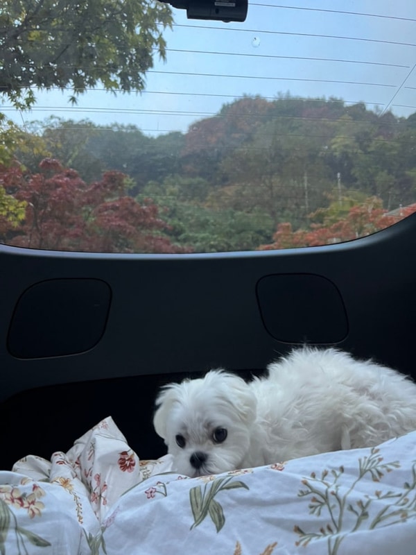 #3 가평랜드 캠핑앤카라반 (애견동반 가능한곳)